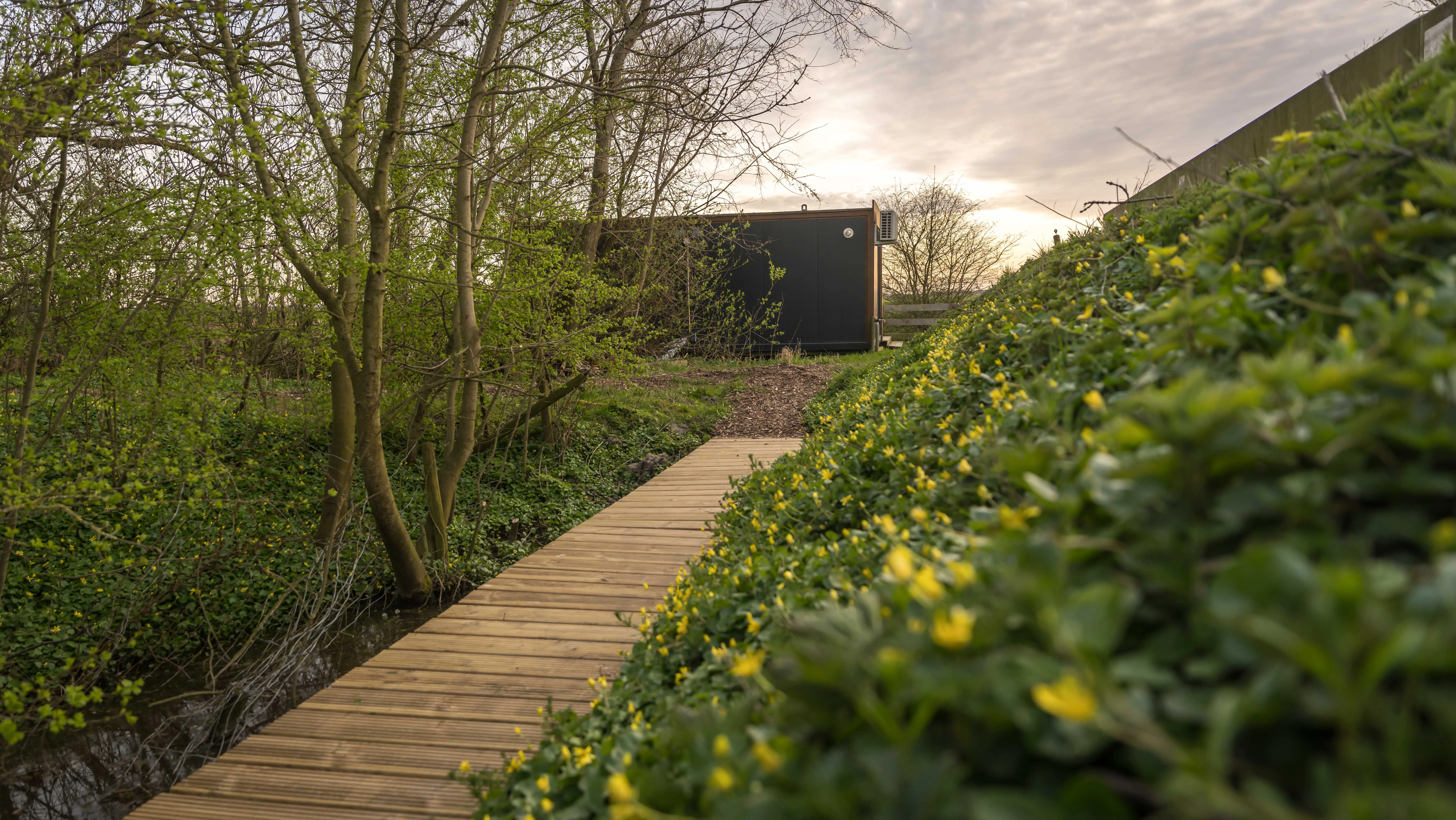Het vlonderpad tussen de voorjaarsbloemen naar het huisje