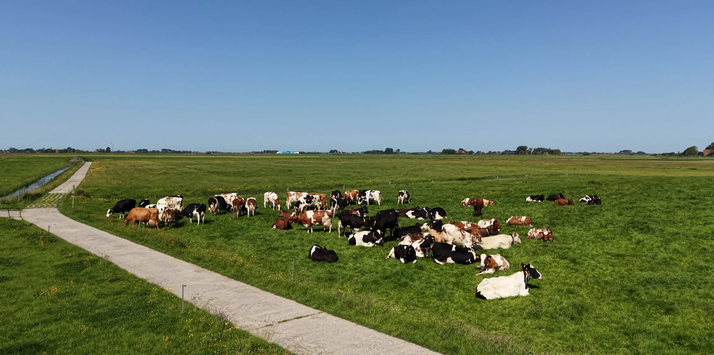 De koeien in de wei langs het pad achter het erf