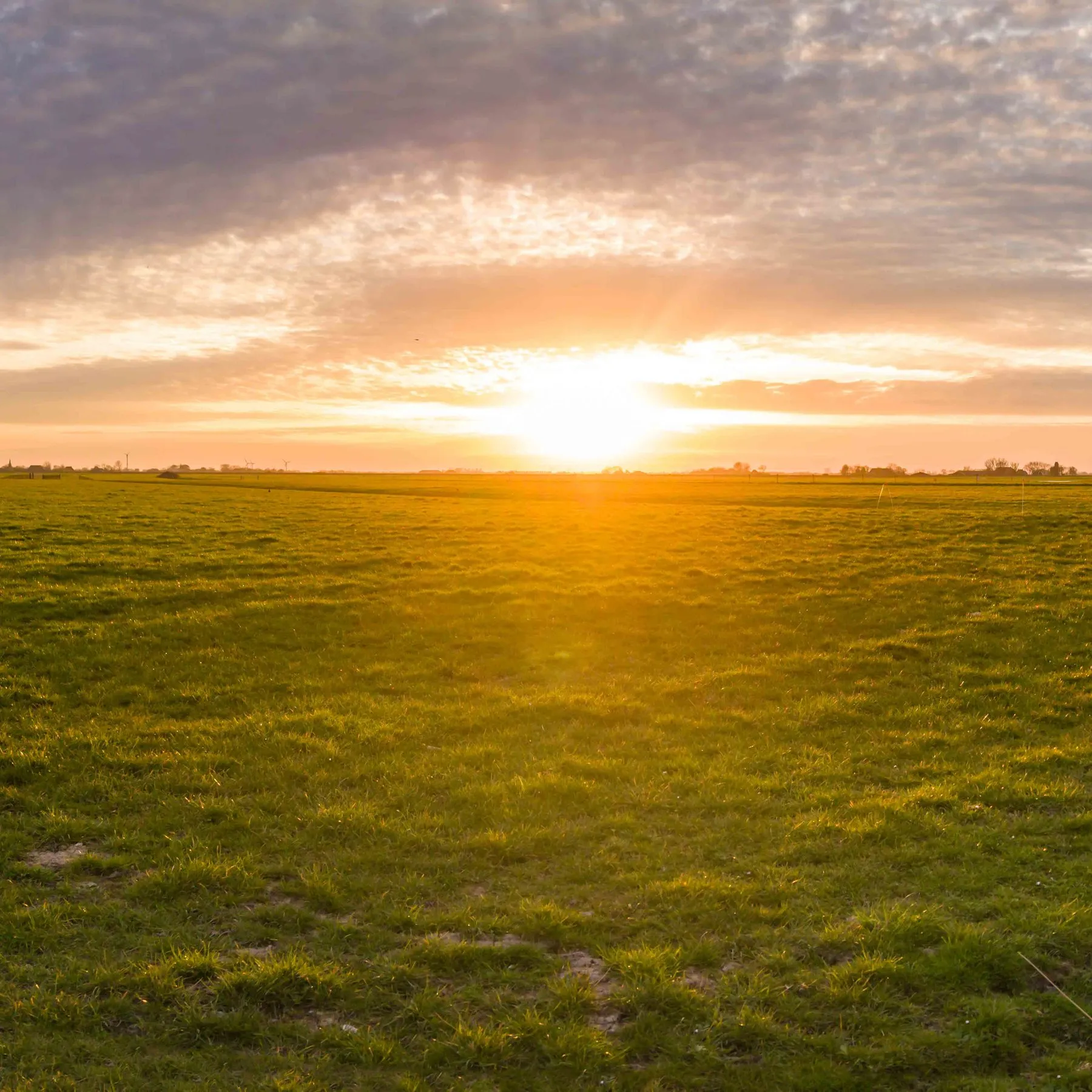 De Friese weilanden rondom het erf in het gouden uur